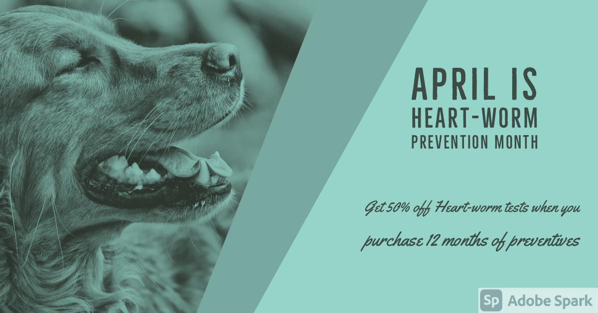 heartworm prevention infographic